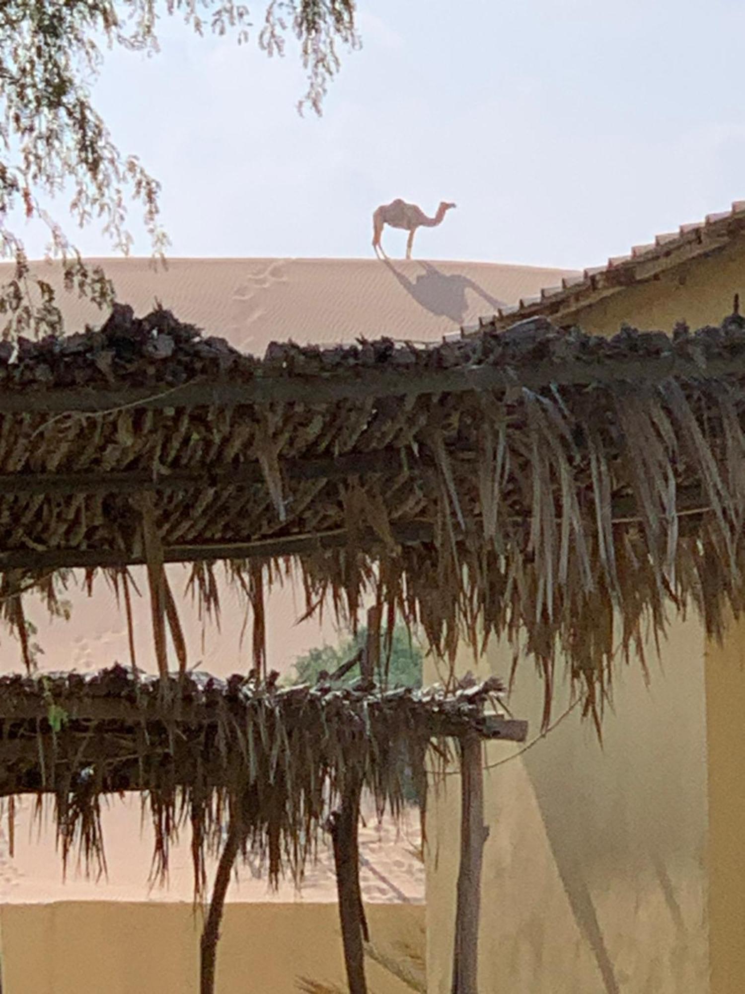 Hotel Golden Palm Oasis Fulayj al Masha'ikh Exteriér fotografie